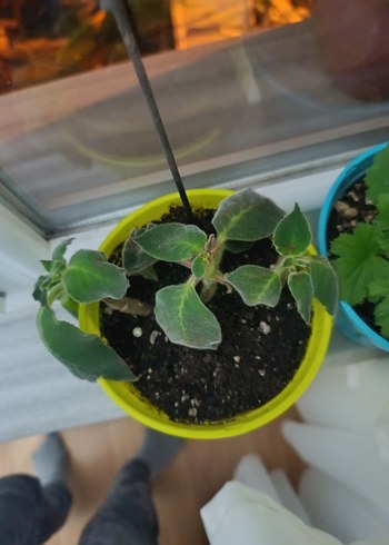 Kırmızı Renkli Canlı Ev Bitkisi - Görsel 4