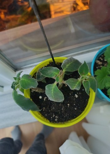 Kırmızı Renkli Canlı Ev Bitkisi - Görsel 2