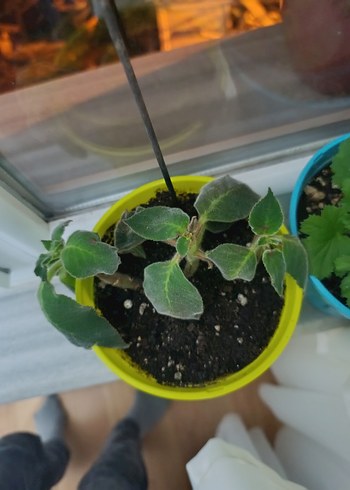 Kırmızı Renkli Canlı Ev Bitkisi - Görsel 3