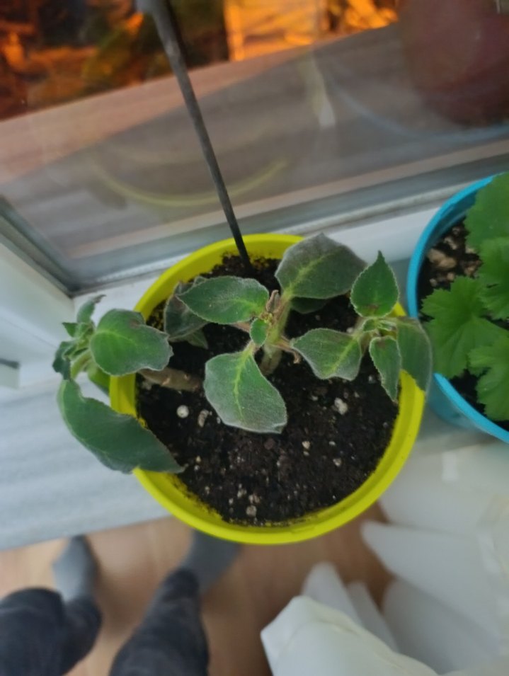 Kırmızı Renkli Canlı Ev Bitkisi - Görsel 4