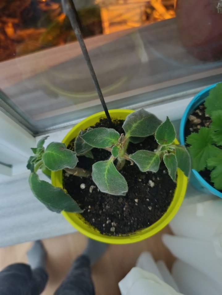 Kırmızı Renkli Canlı Ev Bitkisi - Görsel 2