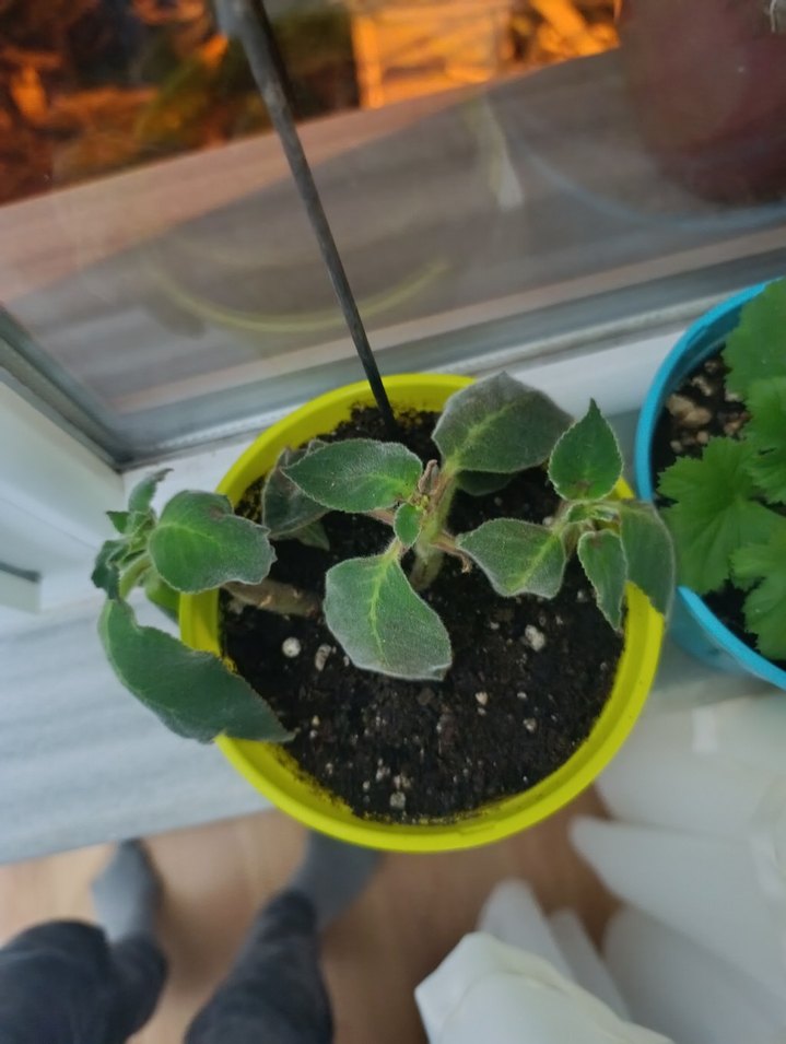 Kırmızı Renkli Canlı Ev Bitkisi - Görsel 3