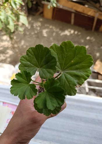 Kırmızı Çiçekli gül sardunya - Görsel 2