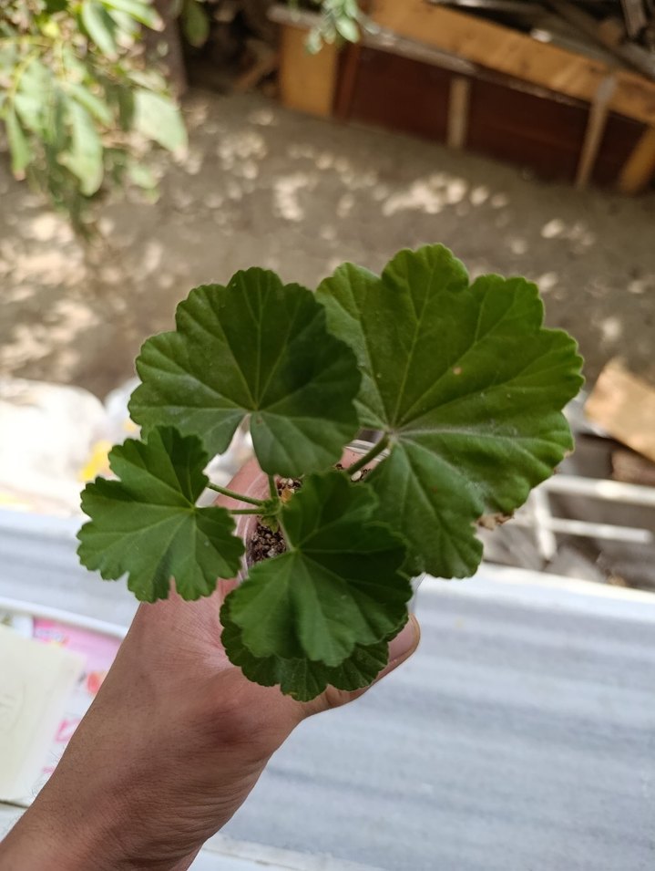 Kırmızı Çiçekli gül sardunya - Görsel 2