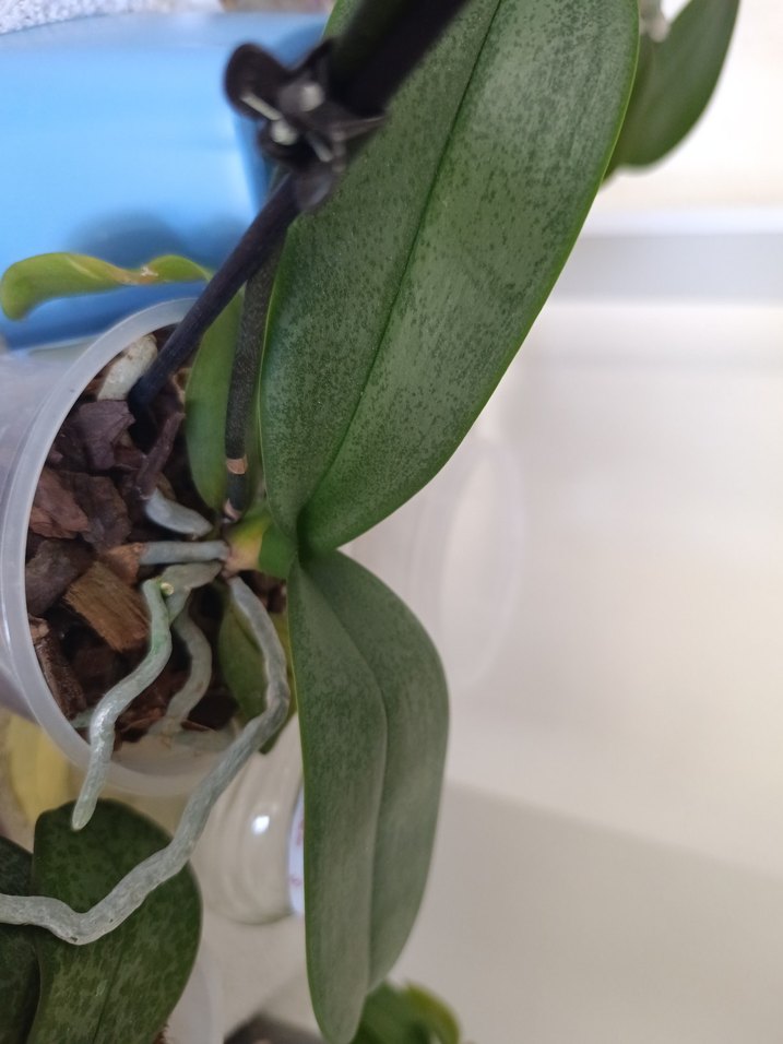 Muhteşem çilli kokulu orkide - Görsel 2