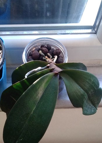 Sarı Saksıda Ev Bitkisi - Görsel 5