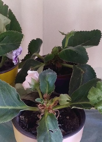 Sarı Saksıda Ev Bitkisi - Görsel 6