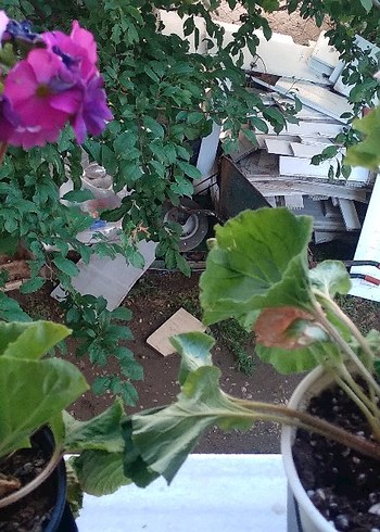 Sarı Saksıda Ev Bitkisi - Görsel 7