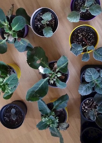 Sarı Saksıda Ev Bitkisi - Görsel 8