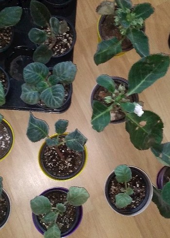 Sarı Saksıda Ev Bitkisi - Görsel 9