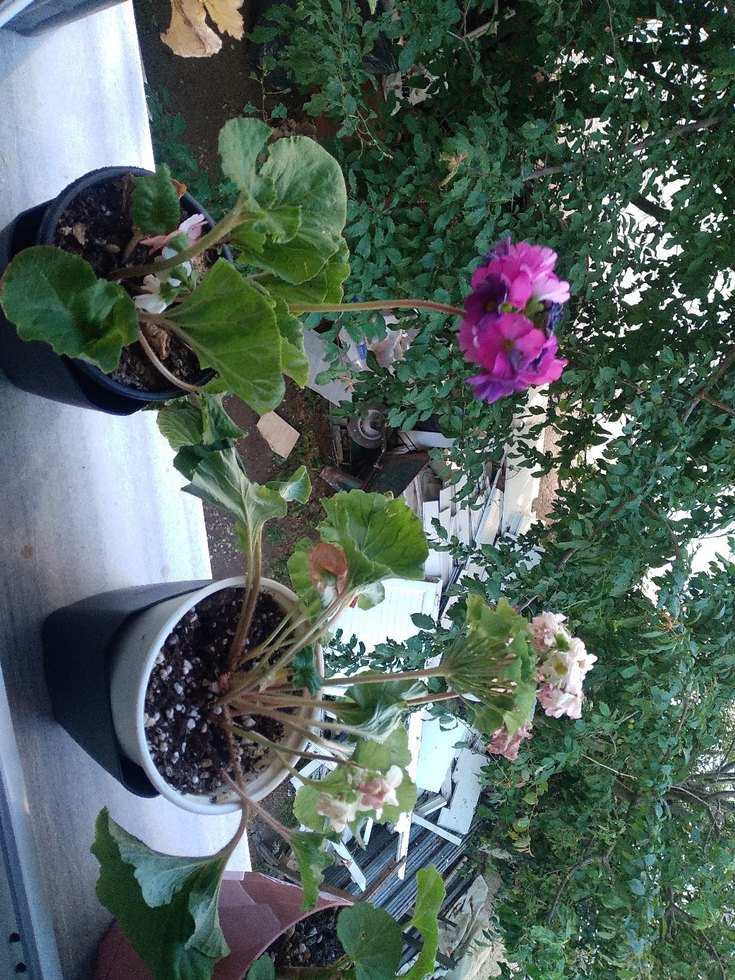 Sarı Saksıda Ev Bitkisi - Görsel 2