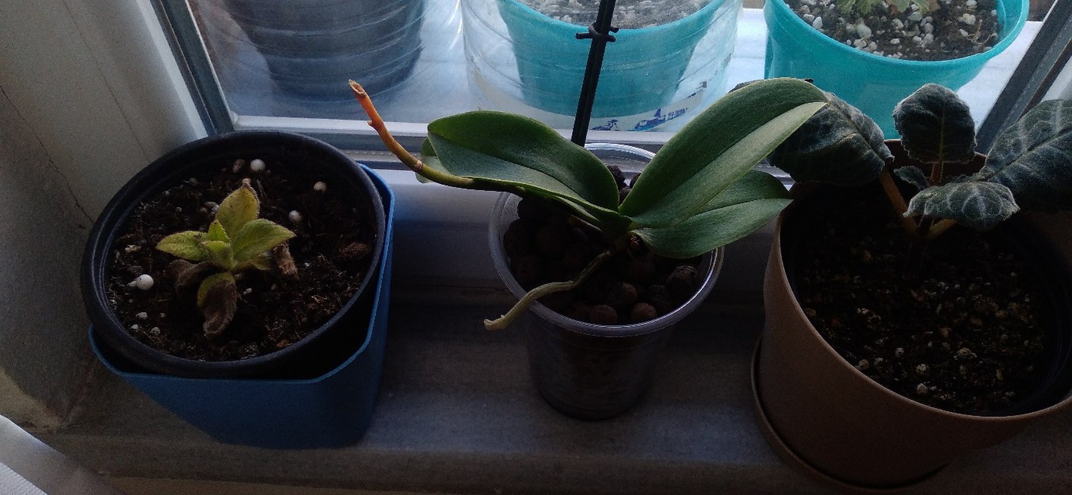 Sarı Saksıda Ev Bitkisi - Görsel 4