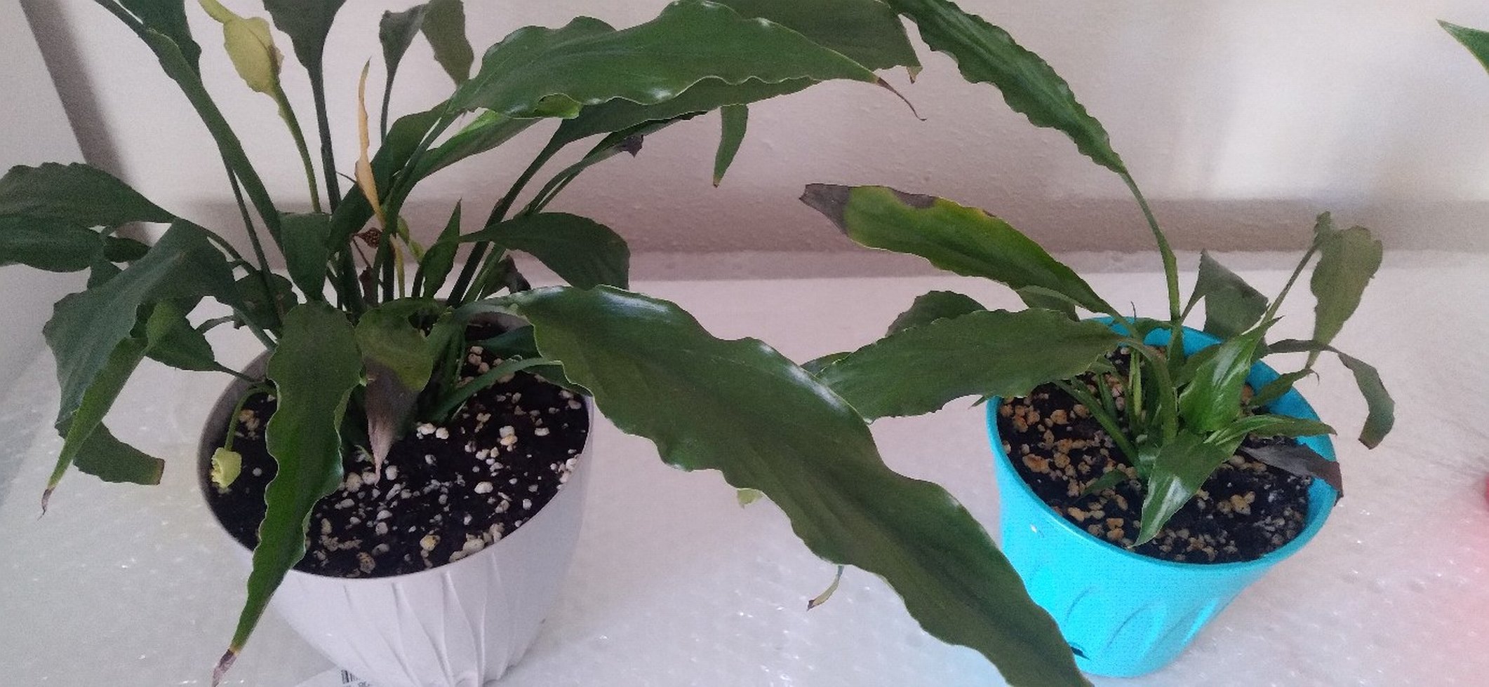 Sarı Saksıda Ev Bitkisi - Görsel 3