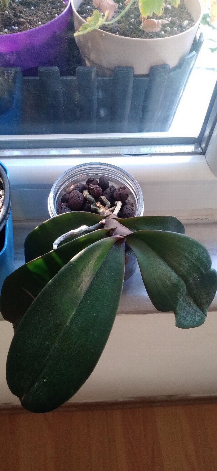 Sarı Saksıda Ev Bitkisi - Görsel 5