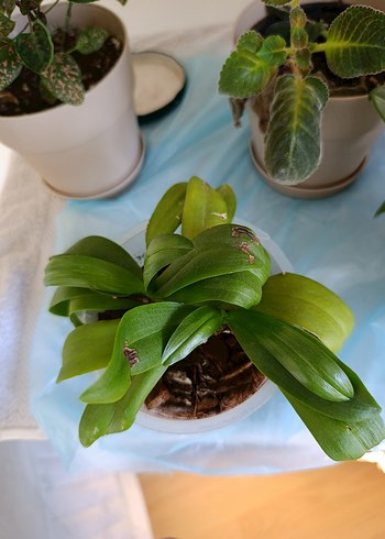 Çilli kokulu orkide - Görsel 4