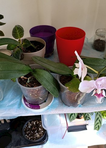 Çilli kokulu orkide - Görsel 2