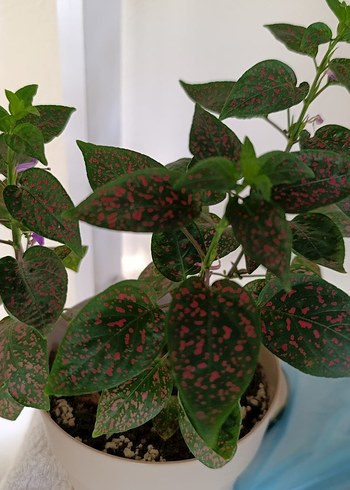 Çilli kokulu orkide - Görsel 3