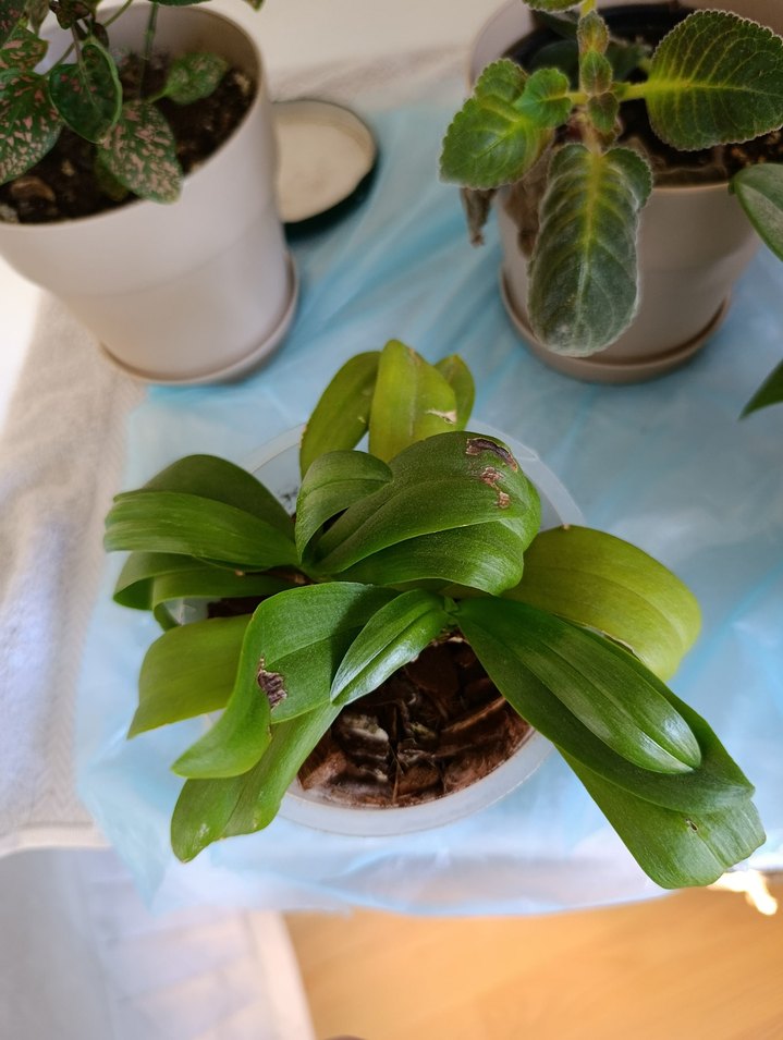 Çilli kokulu orkide - Görsel 4