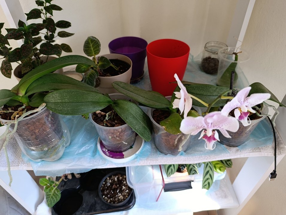 Çilli kokulu orkide - Görsel 2