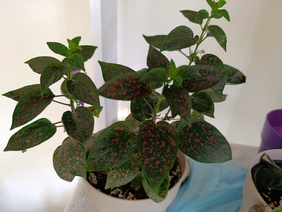 Çilli kokulu orkide - Görsel 3