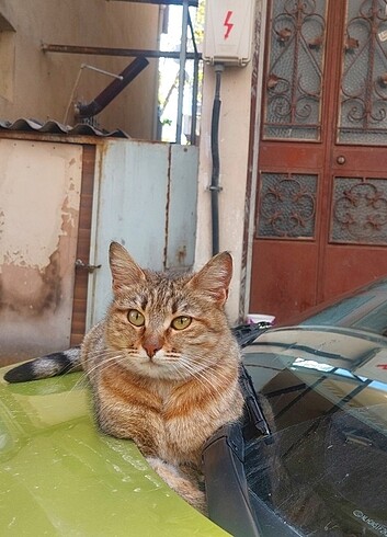 Aatışıl