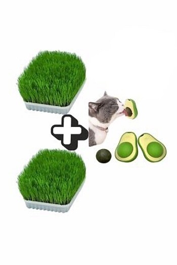 Doğal Kedi Çimi Seti 2 Adet Kedi Çimi 1 Adet Kedi Avokado Catnip