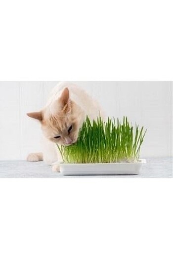 Hazır Paket Kedi Çimi