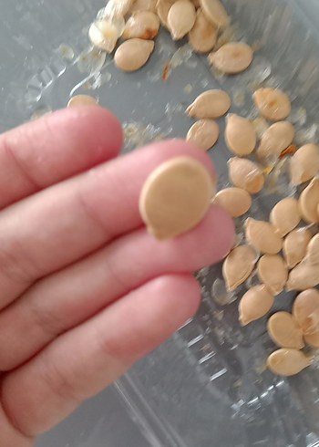 balkabağı 
tohumu tamamen organik - Görsel 2