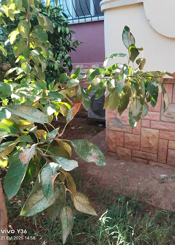 Sahibinden temiz Vestel Biox 24lük Klima - Görsel 11