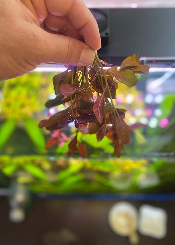  Canlı Gül Bitkisi Ludwigia Repens