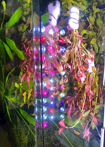 Canlı Gül Bitkisi Ludwigia Repens