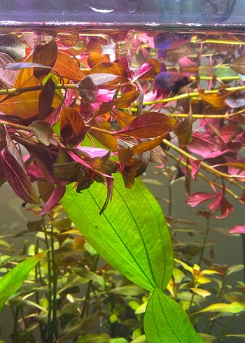  Beden Canlı Gül Bitkisi Ludwigia Repens
