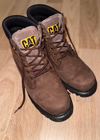 Cat 42