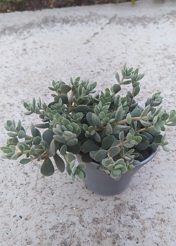 Diğer Kaktüs/ Sukulent (Crassula Lanuginosa)
