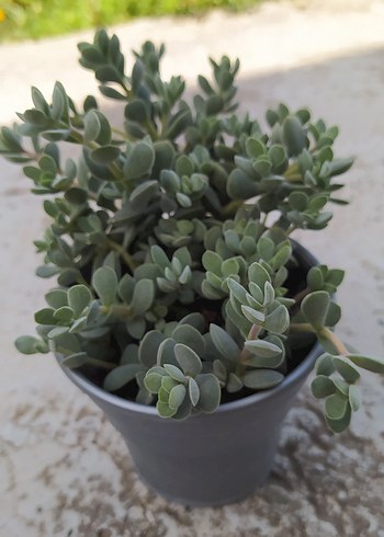 Kaktüs/ Sukulent (Crassula Lanuginosa)