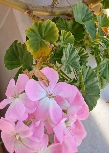 Pastel Pembe Renkli Sardunya Çiçeği