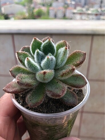 Setosa sukulent