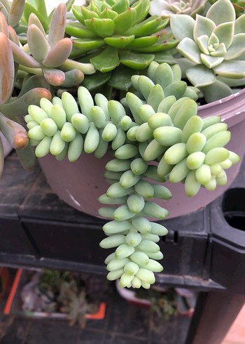 Beden Pastel Yeşil Sukulent Saksı Bitkisi sedum burutto