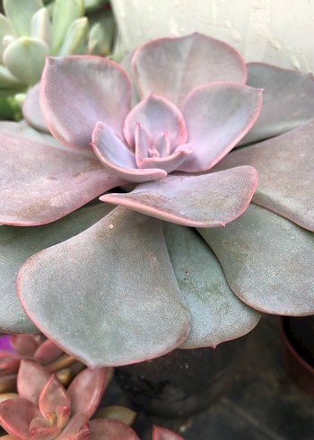 Pastel Pembe Sukulent Ev Dekoru dastiroz