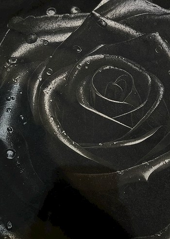 Siyah Gül Desenli BERSHKA CROP TSHIRT - Görsel 3