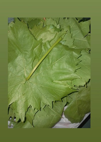  Beden Salamura Asma Yaprağı