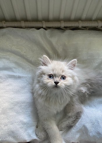 Kancalı Kedi Yatağı - Görsel 2