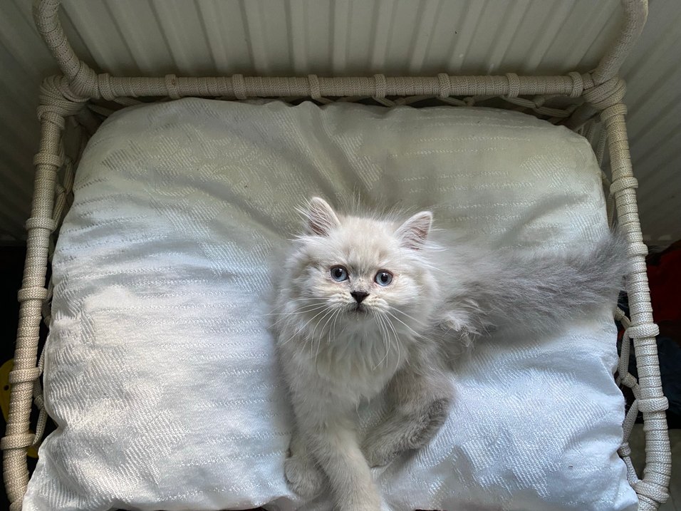 Kancalı Kedi Yatağı - Görsel 2