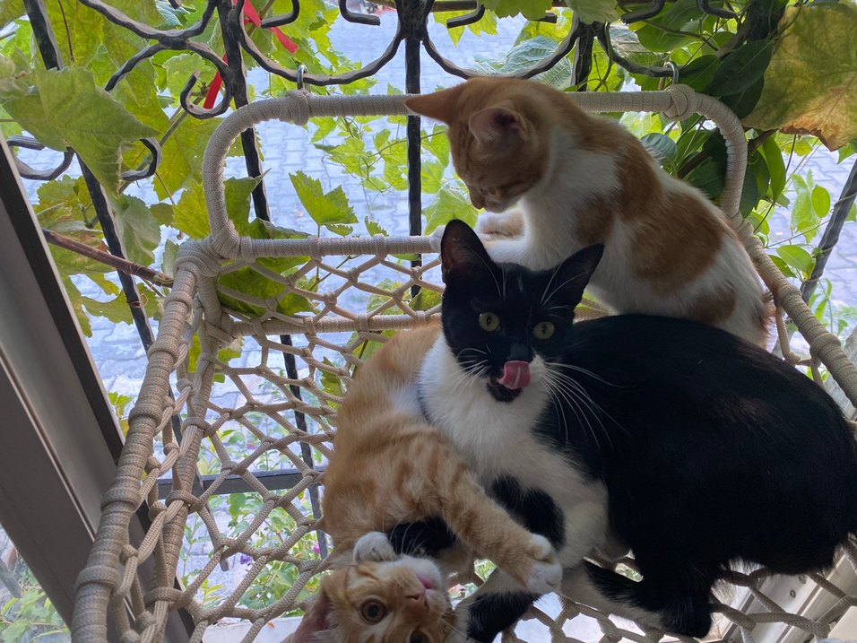 Kancalı Kedi Yatağı - Görsel 3