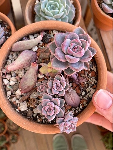 echeveria pretty in pink