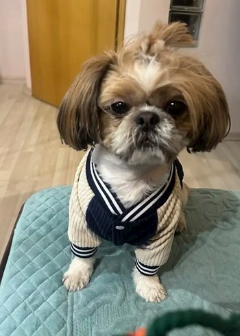 Gri Tüylü Normcore Köpek Kıyafeti - Görsel 2