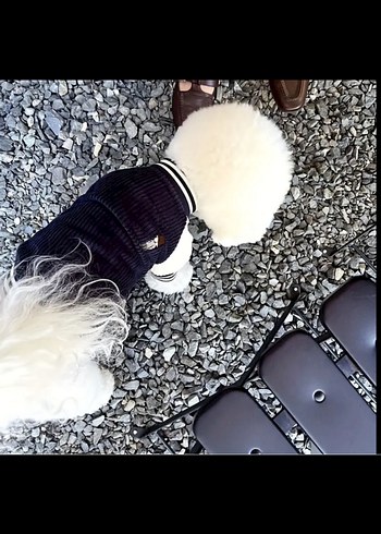 Gri Tüylü Normcore Köpek Kıyafeti - Görsel 4