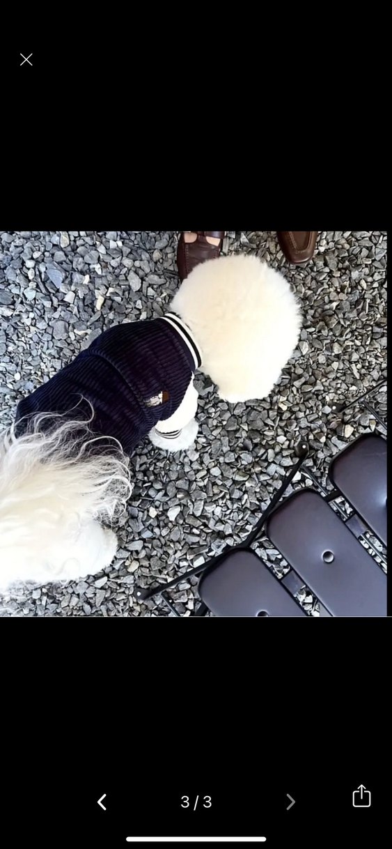 Gri Tüylü Normcore Köpek Kıyafeti - Görsel 4