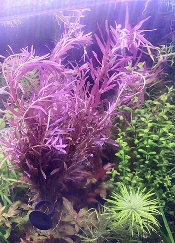  Rotala Vietnam h'ra 