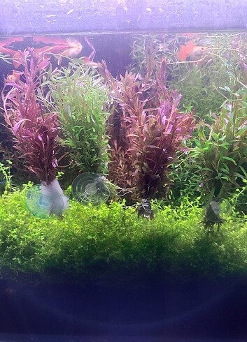  Rotala rotundifolia green